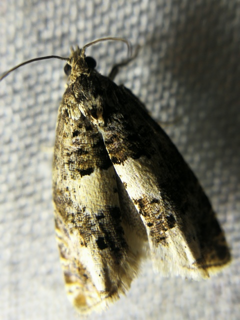Epiblema scutulana - réti tükrösmoly