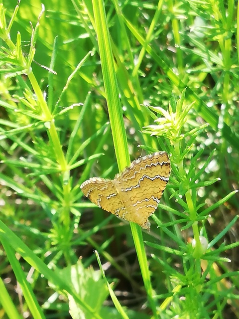 Camptogramma bilineata - kétvonalas sávosaraszoló