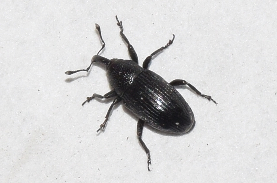 Baris artemisiae - feketeüröm báris