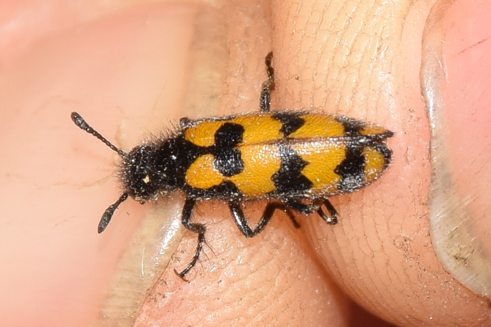 Hycleus tenerus - kis hólyaghúzó