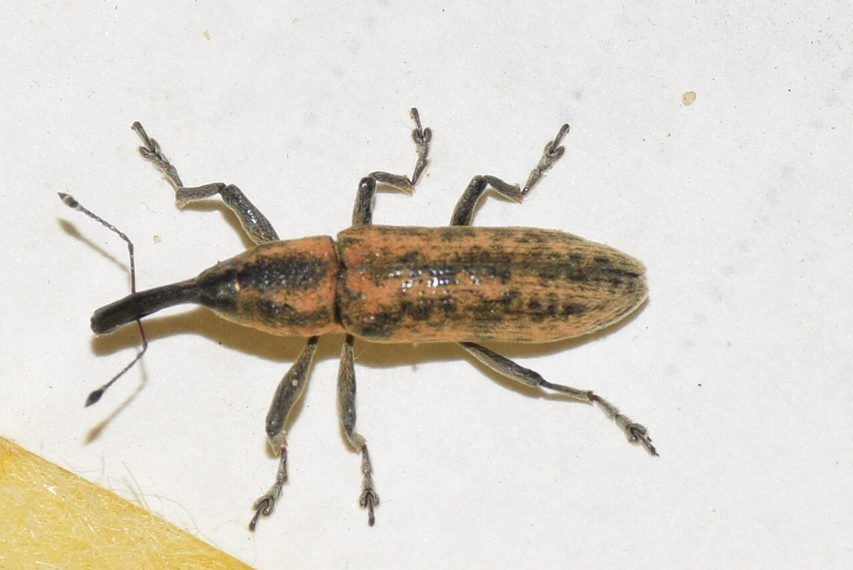 Lixus fasciculatus - nyurgalábú dudvabarkó