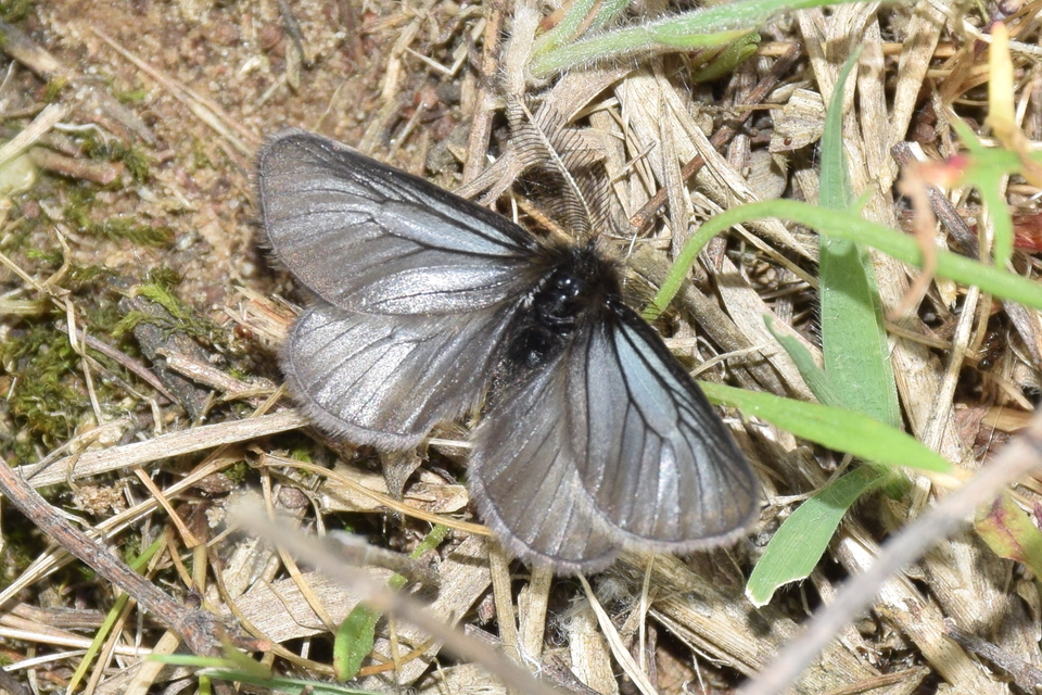 Pentophera morio - réti gyapjaslepke
