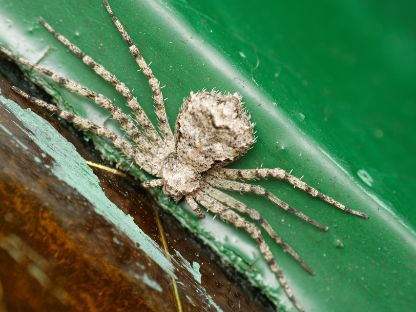 Philodromus margaritatus - bükkfa-fürgekarolópók