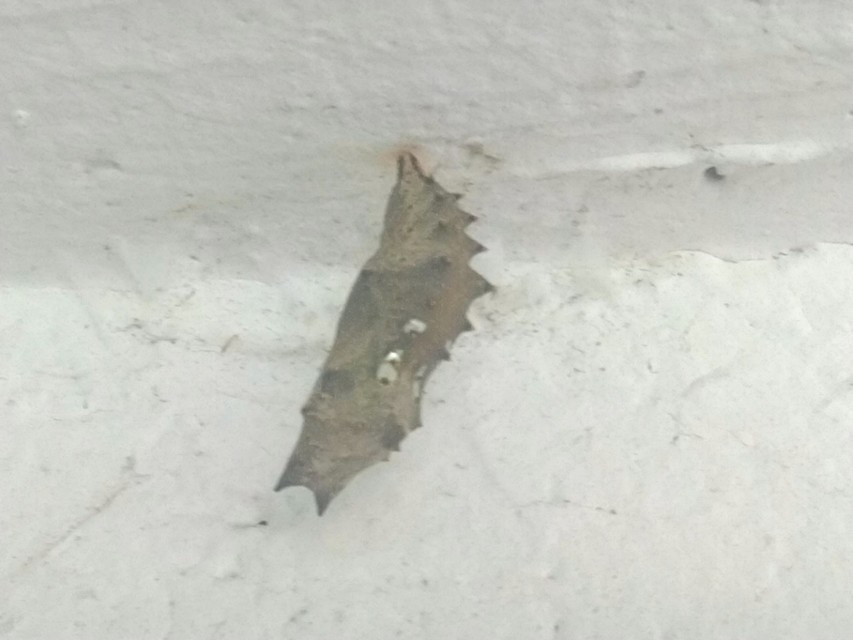 Nymphalis polychloros - nagy rókalepke