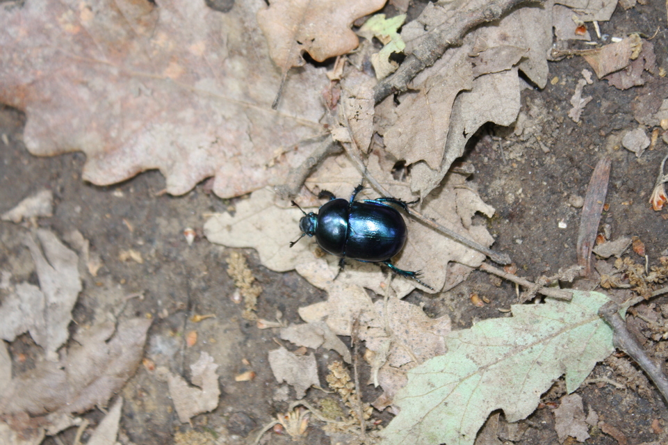 Trypocopris vernalis - tavaszi álganéjtúró
