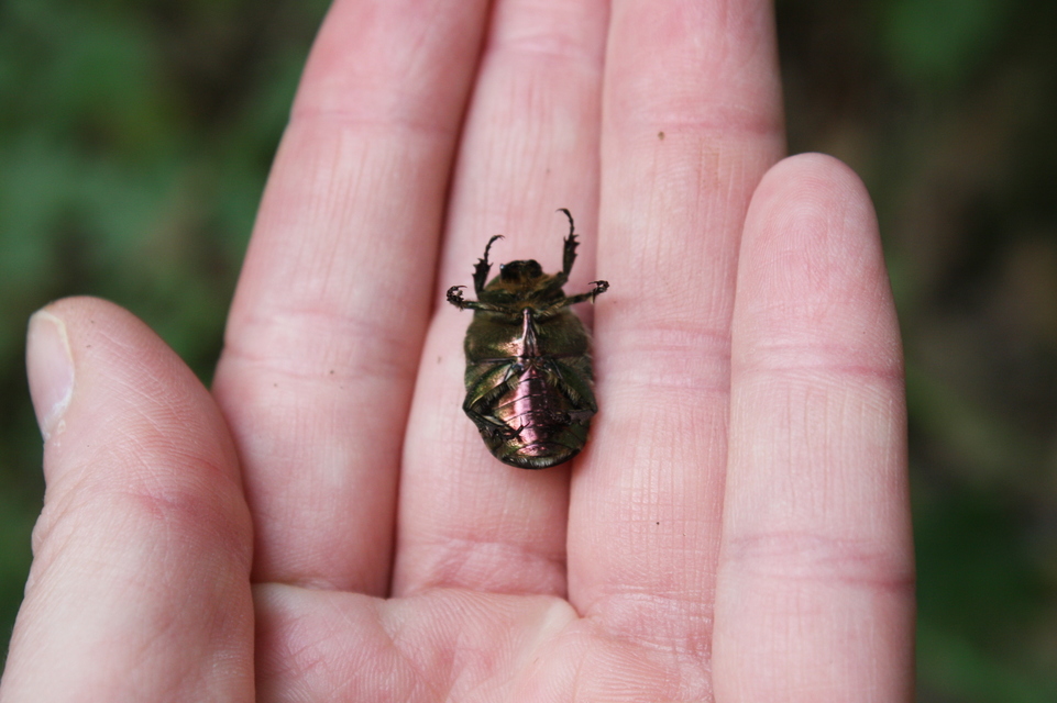 Cetonia aurata - aranyos virágbogár