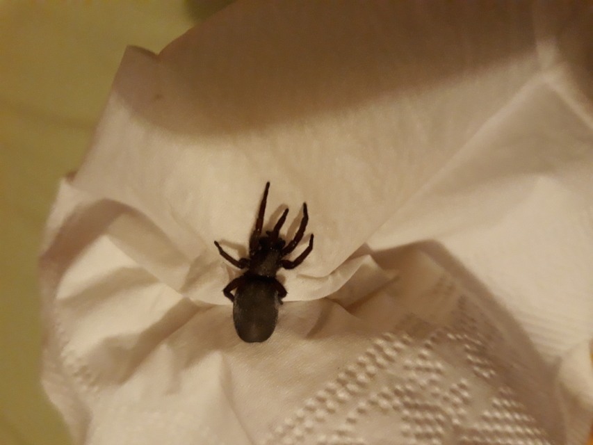 Gnaphosidae - kövipókok