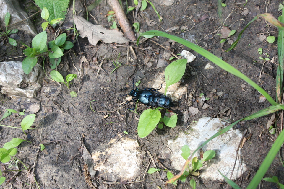 Meloe violaceus - kék nünüke