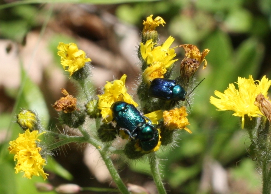 Cryptocephalus