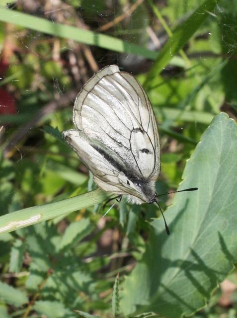 Parnassius mnemosyne - kis apollólepke