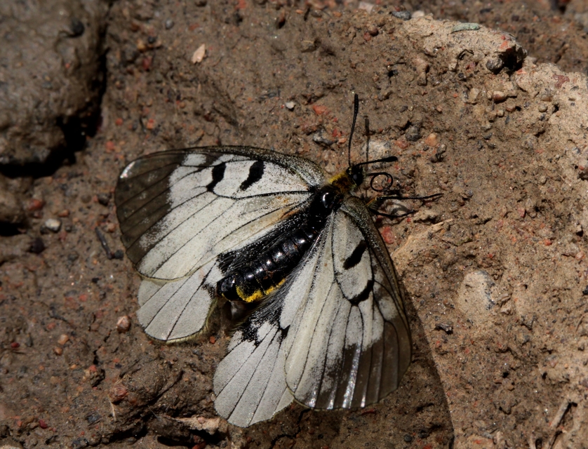 Parnassius mnemosyne - kis apollólepke