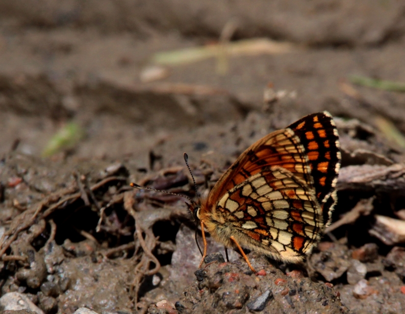 Melitaea athalia - közönséges tarkalepke