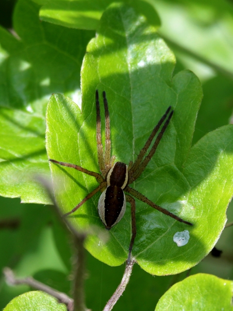Dolomedes fimbriatus - szegélyes vidrapók