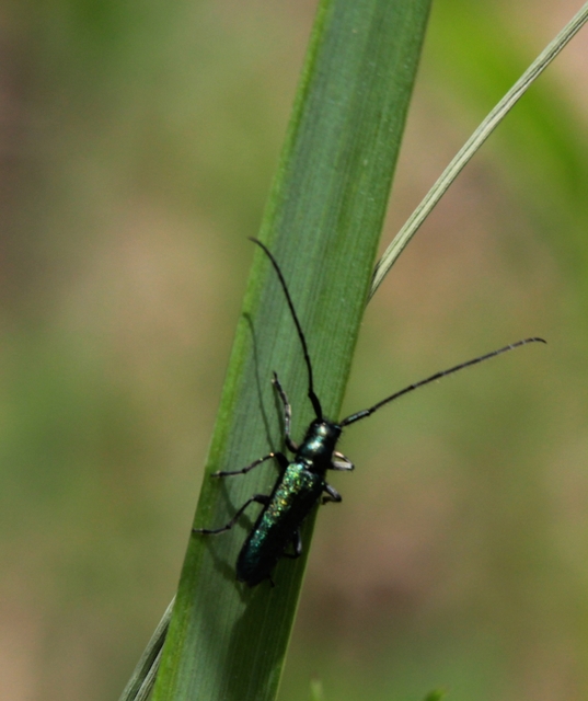 Agapanthia violacea - kék somkórócincér