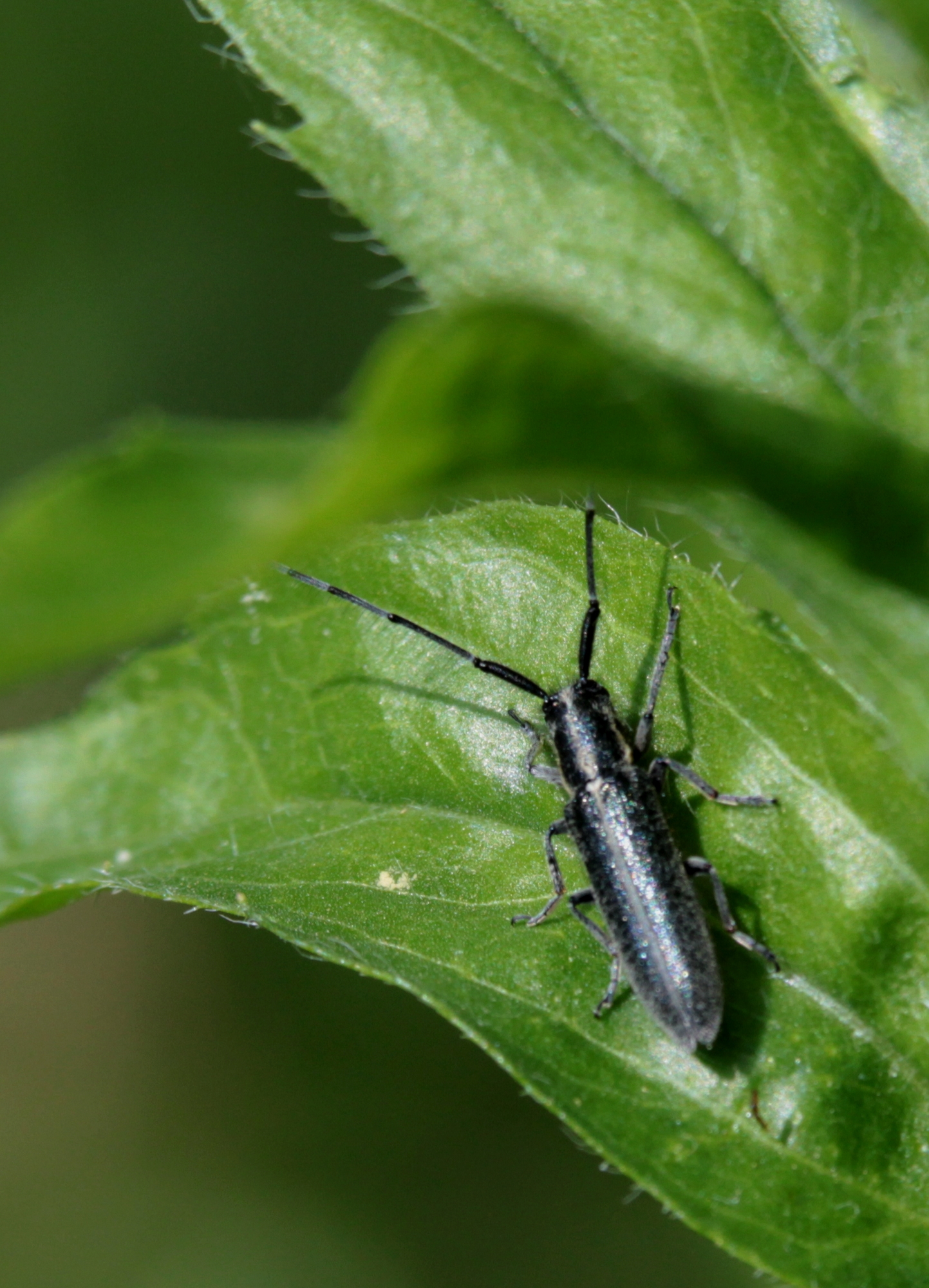 Agapanthia cardui - sávos bogáncscincér