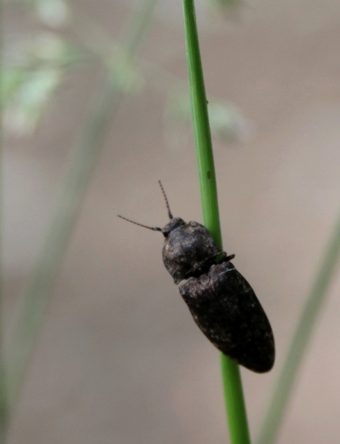 Agrypnus murinus - egérszínű pikkelyespattanó