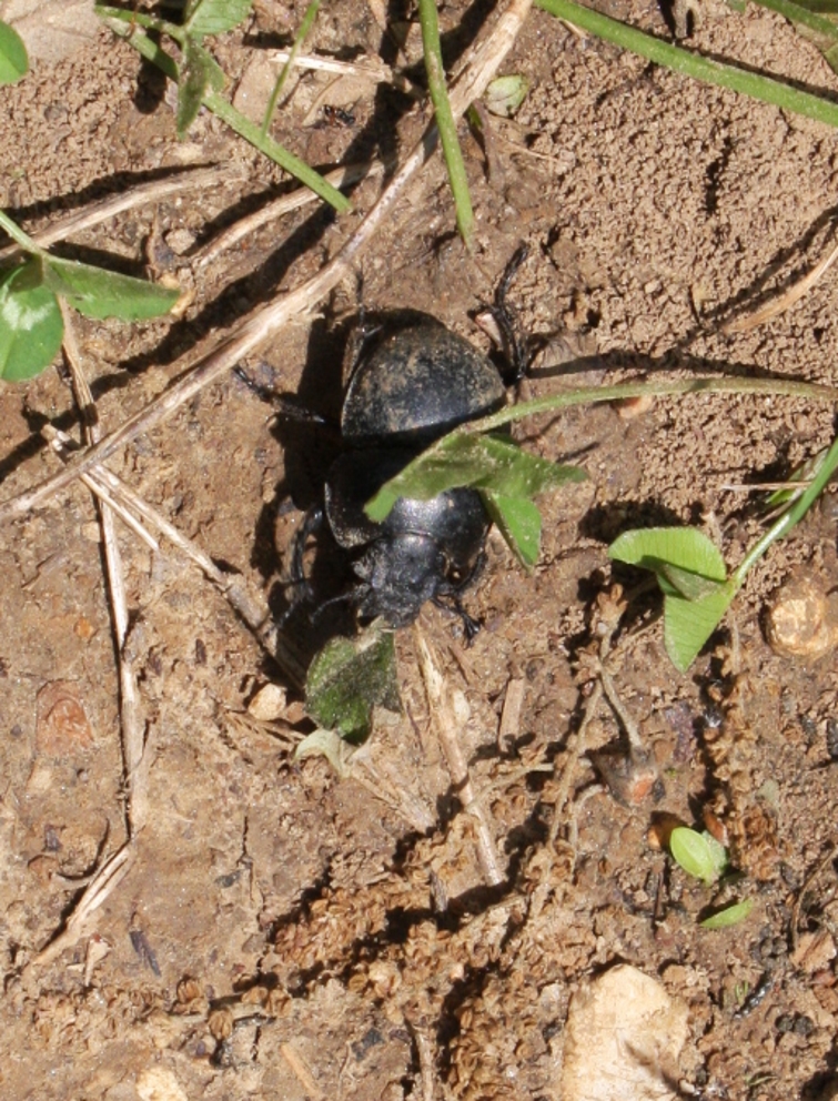 Lethrus apterus - nagyfejű csajkó