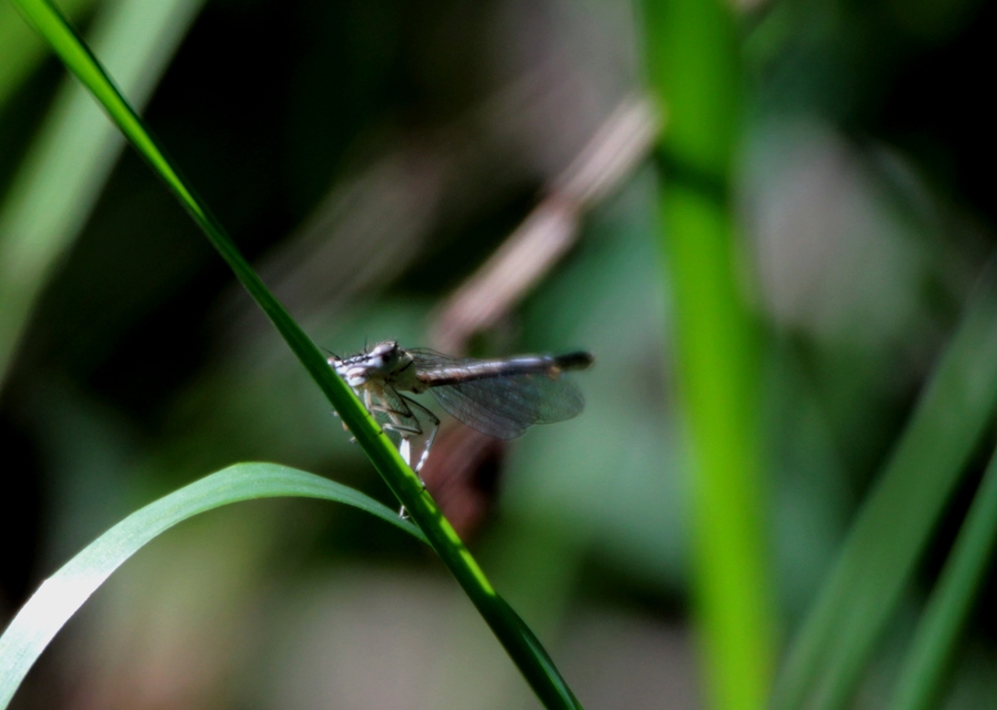 Platycnemis pennipes - széleslábú szitakötő