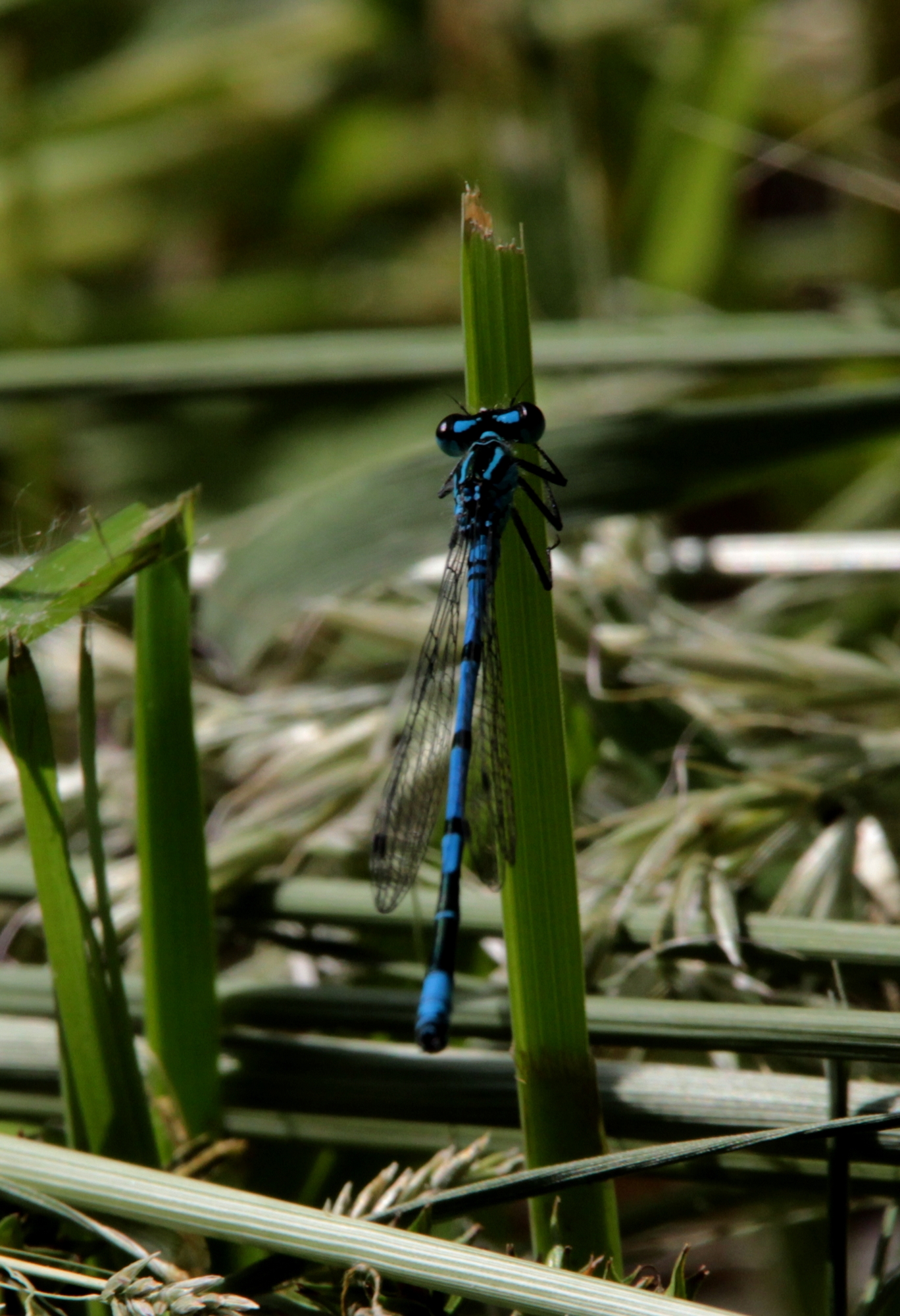 Coenagrion puella - azúrkék légivadász