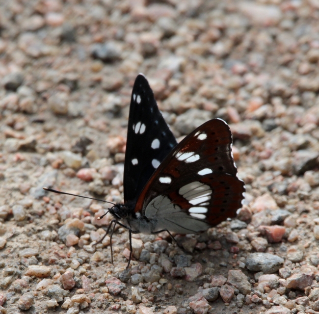 Limenitis reducta - kék lonclepke