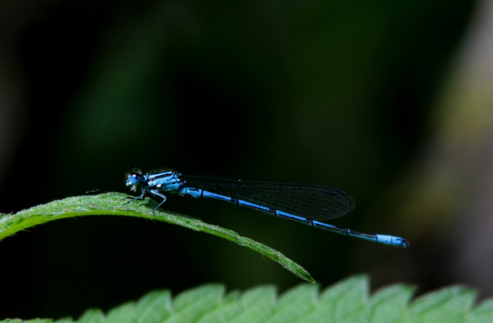 Coenagrion puella - azúrkék légivadász