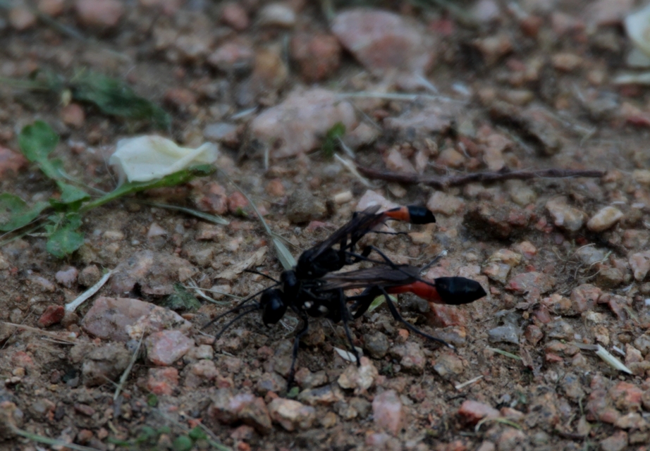 Ammophila
