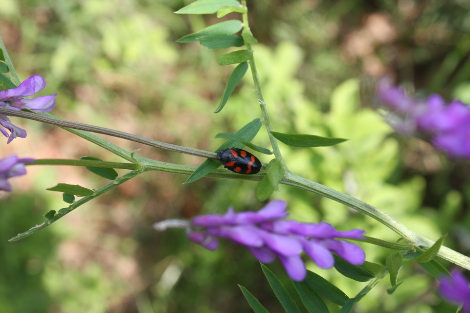 Cercopis sanguinolenta
