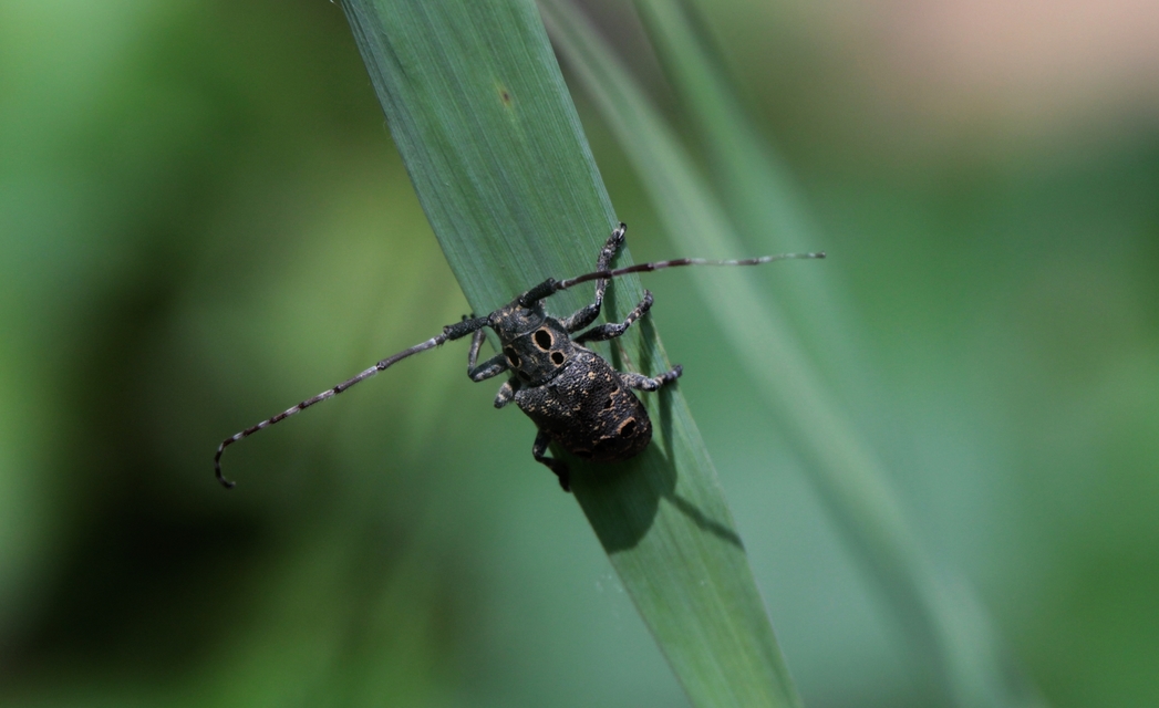 Mesosa curculionoides - szemfoltos cincér