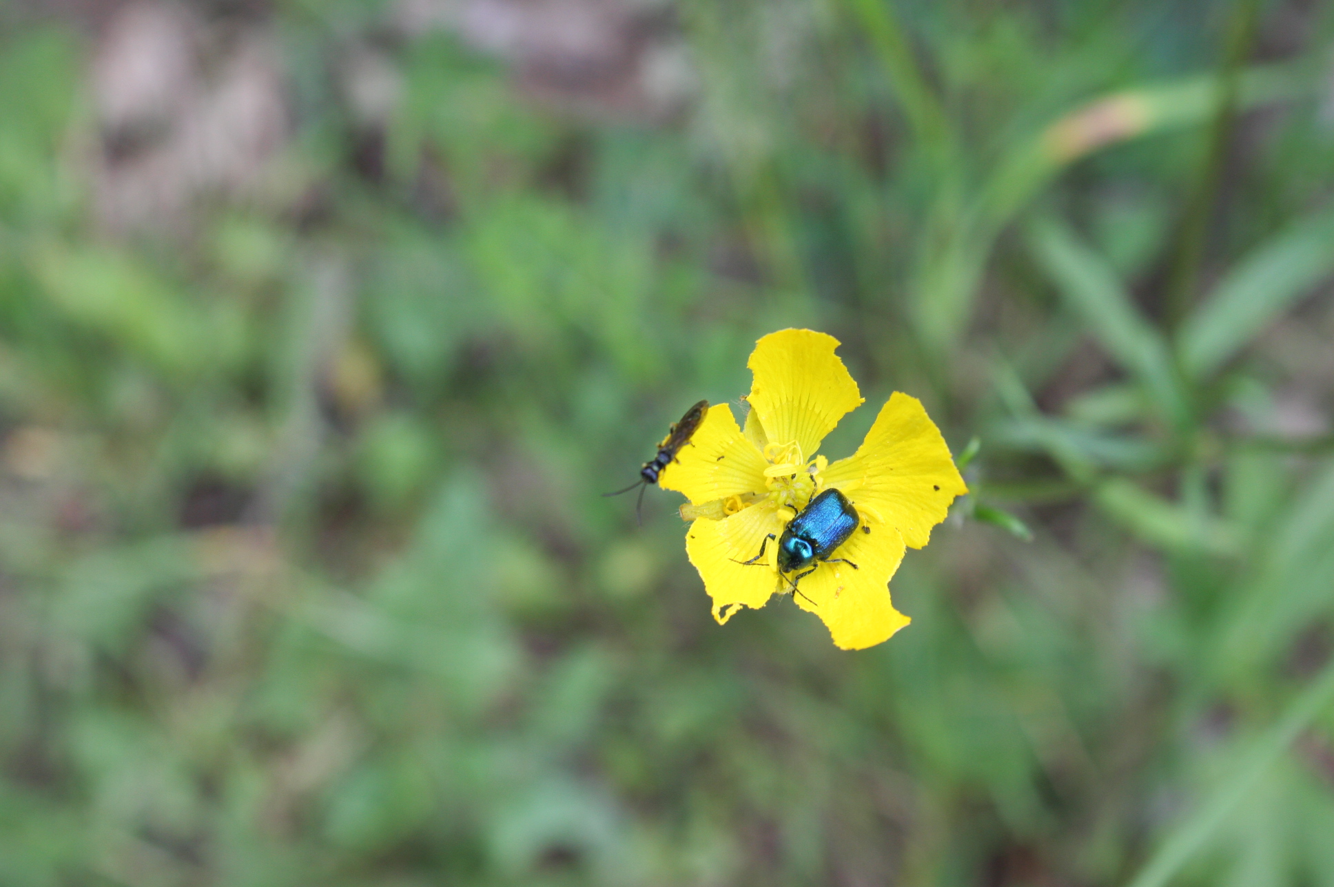 Cryptocephalus