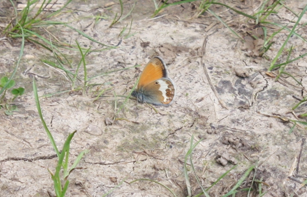 Coenonympha arcania - fehéröves szénalepke