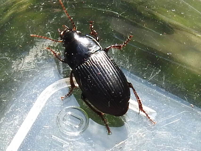 Harpalus caspius - keleti lomhafutó