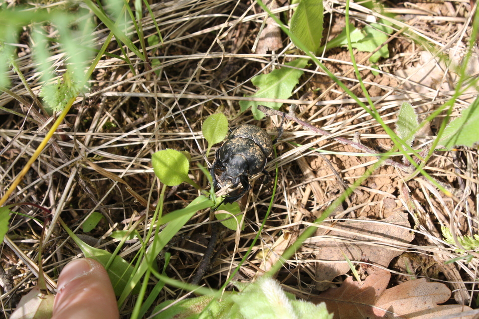 Lethrus apterus - nagyfejű csajkó
