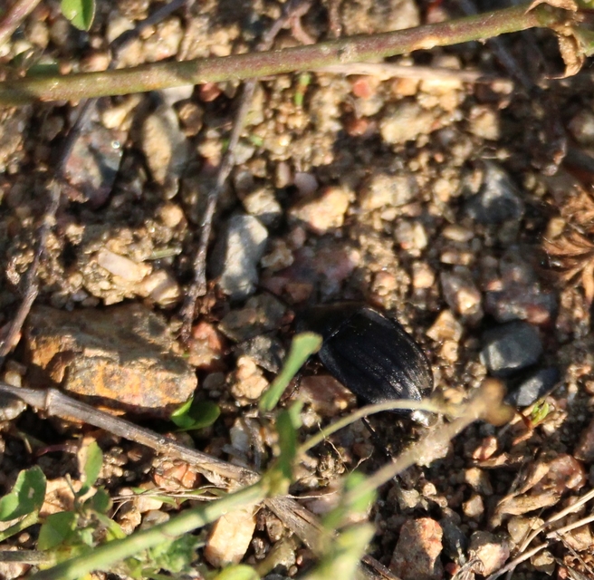 Phosphuga atrata - bordás csigarabló