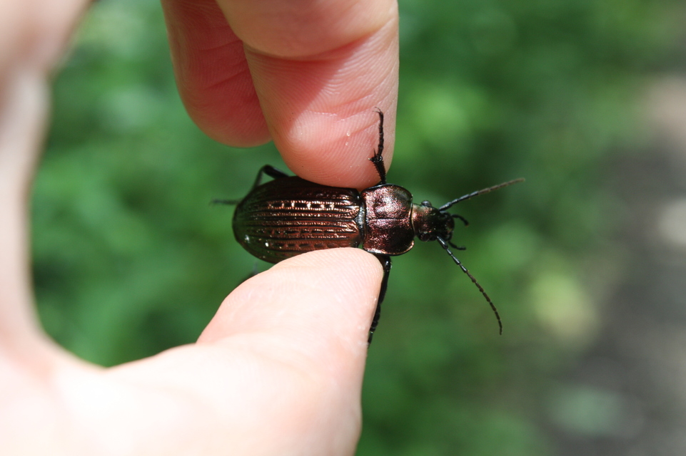 Carabus ulrichii - rezes futrinka