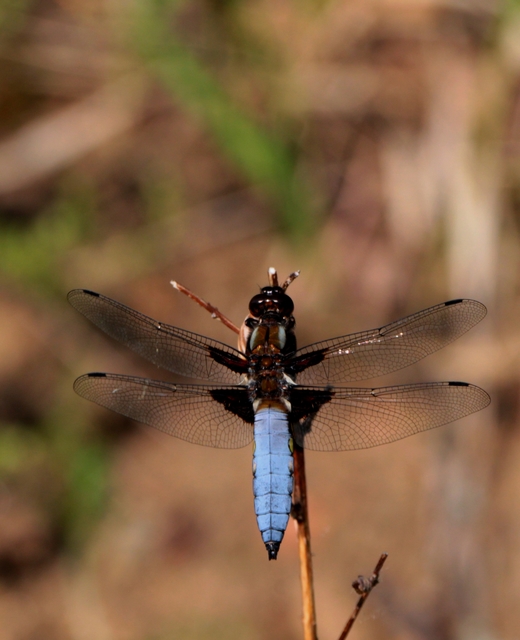 Libellula depressa - széles laposacsa