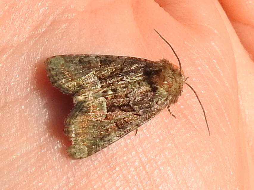 Oligia strigilis/latruncula/versicolor