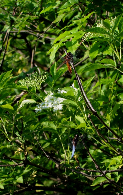 Libellula depressa - széles laposacsa