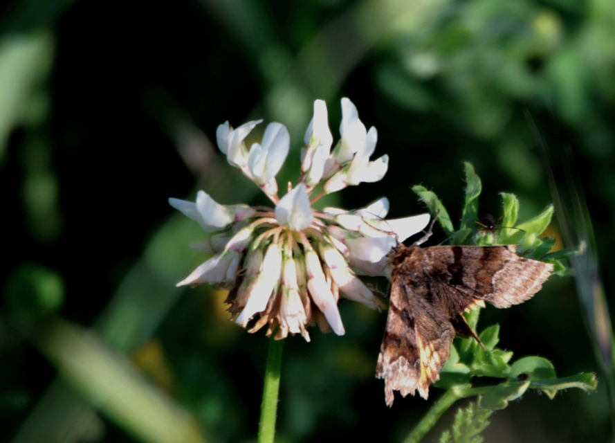 Euclidia glyphica - közönséges nappalibagoly
