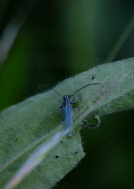 Phytoecia coerulescens - kígyósziszcincér