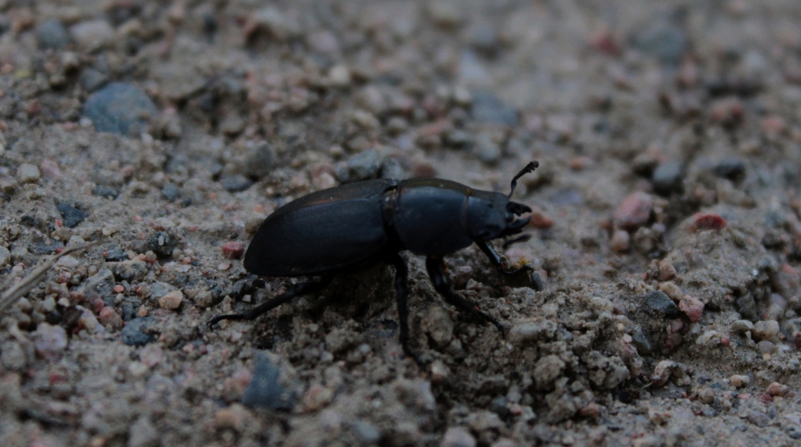 Dorcus parallelipipedus - kis szarvasbogár