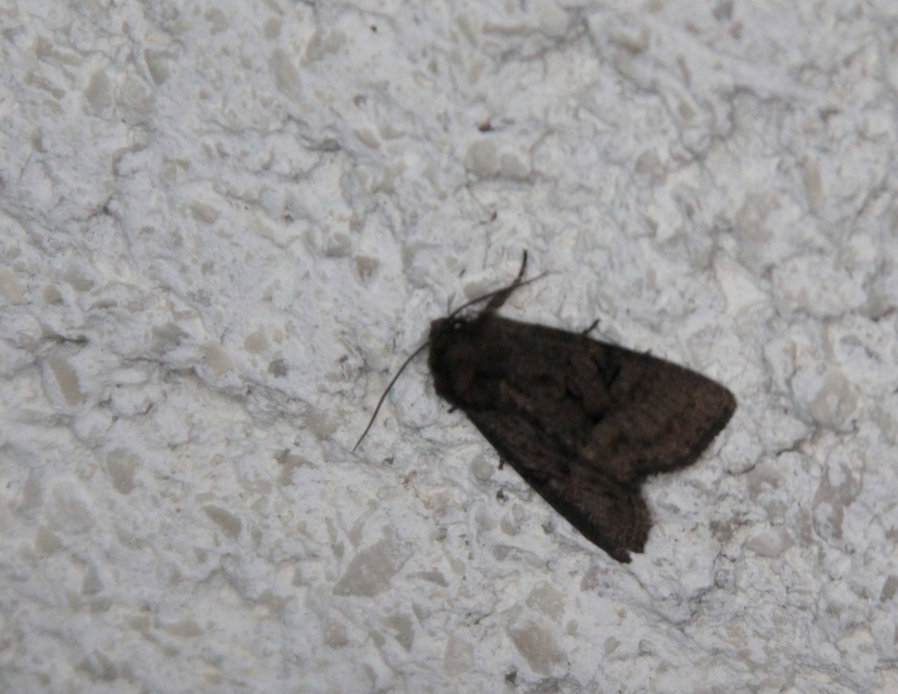 Oligia strigilis/latruncula/versicolor