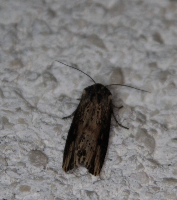 Axylia putris - vonalkás földibagoly