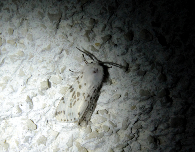 Hyphantria cunea - amerikai fehér medvelepke