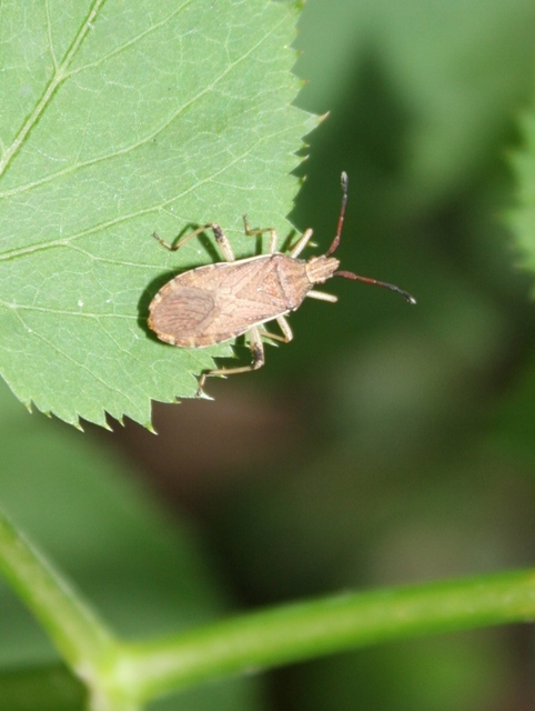 Ceraleptus lividus
