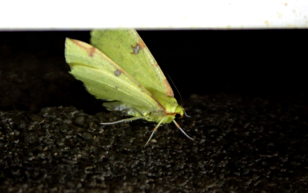 Opisthograptis luteolata - citromsárga araszoló