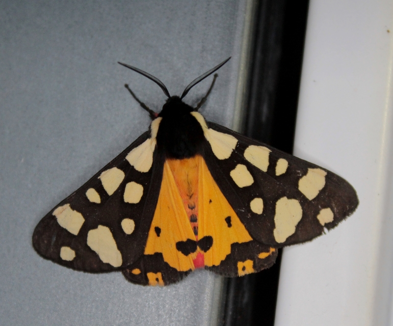 Arctia villica - fekete medvelepke