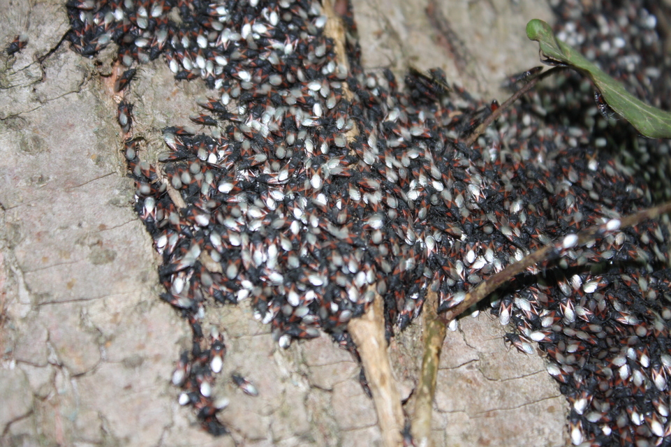 Oxycarenus lavaterae - hársbodobács