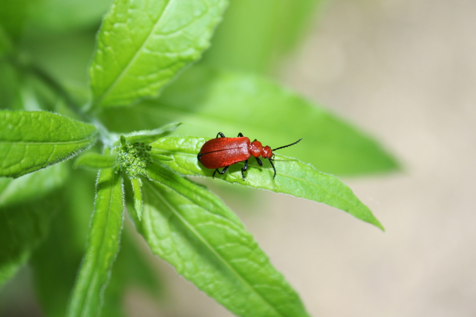 Pyrochroa serraticornis - közép-bíborbogár