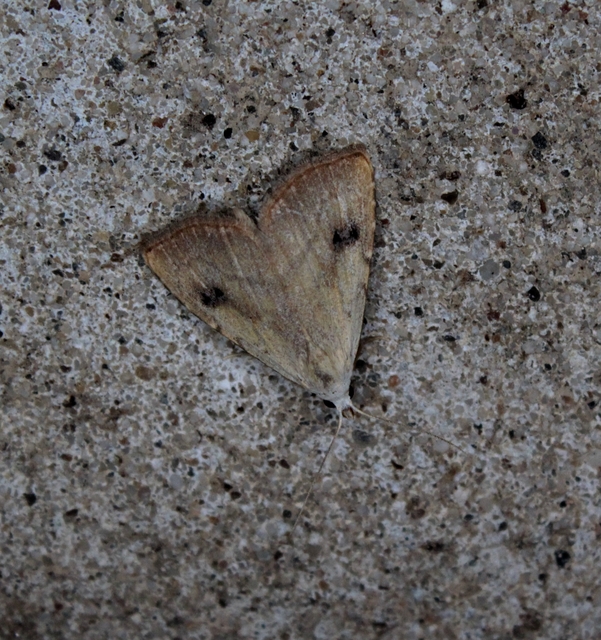 Rivula sericealis - selymes lórombagoly