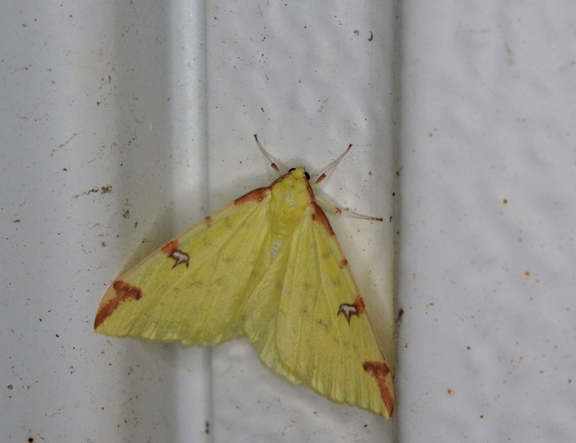 Opisthograptis luteolata - citromsárga araszoló